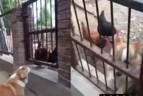 Корги оказался не таким уж смелым и грозным