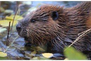 Бобр повалил дерево и перекрыл дорогу поляку
