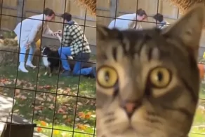 Кот влез в кадр во время съемки романтичного видео