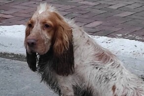 В Нижневартовске нашлись хозяева пса Хатико, который преданно ждал их несколько недель у торгового центра