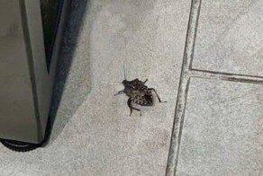 В Московском ТЦ в новых куртках люксового бренда Guess из Казахстана нашли клопов-вонючек