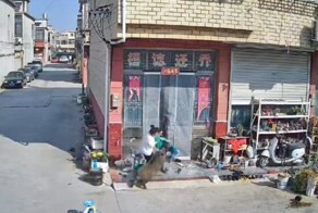 В китае кабан начал гоняться за детьми