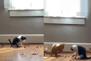 Котята играют с листьями в доме