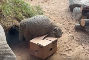 Свирепый хищник манул Шу из Ленинградского зоопарка подрался с картонной коробкой
