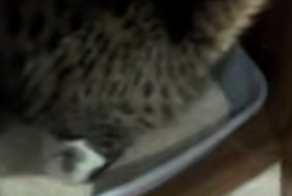 Женщина пожалела, что поставила кошачий лоток в тумбочку