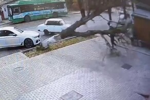 Рухнувшее дерево едва не раздавило прохожего в Майкопе