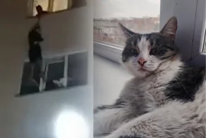 Житель Челябинска рискнул жизнью, чтобы спасти кота