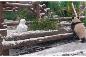 Панда Катюша напала на снеговика