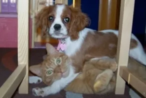 25 собак, которые заскучали, но нашли неожиданный способ развлечься