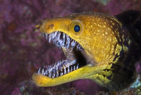 Одно из самых опасных морских существ