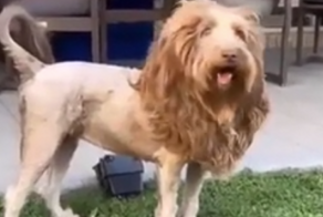 Пса подстригли под льва