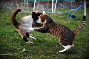 Коты - рестлеры