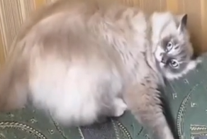 Баг в прошивке кота