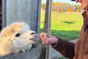 Лама отомстила дразнившему её парню