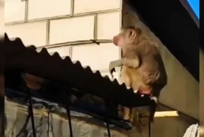 В Одесской области из зоопарка сбежал бабуин: его нашли в необычном месте