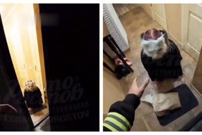 Курьер наткнулся на квадробера