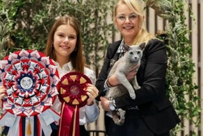 Самой красивой кошкой в мире признана русская голубая