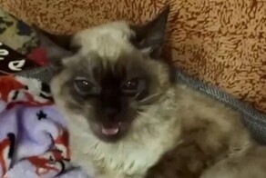 Кошка недовольна тем, что её беспокоят