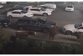 Автомобиль пострадал из-за ссоры быков за тёлку