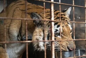 В Узбекистане запретили содержать диких животных, в том числе в цирках