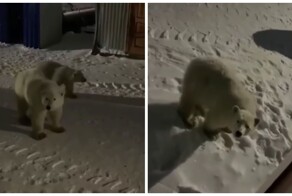 Белые медведи зашли в гости к вахтовикам на Ямале