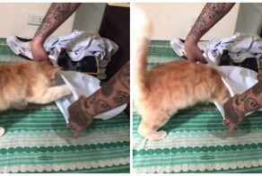 Кот с удовольствием залез в пакет