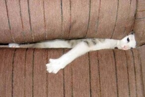 Зачем коты забиваются в узкие щели, даже если с виду у них всё хорошо