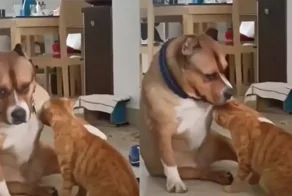 «Ну не при всех же»: неожиданные кошачьи нежности ужасно смутили пса