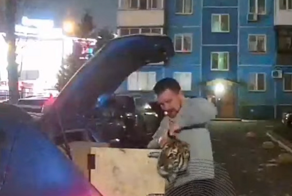 Зоозащитники ищут мужчину, который поселил тигра в квартире в Новосибирске