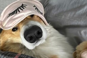 Китайский автопром разрушает сон