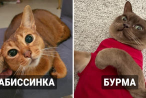 9 пород кошек, которые являются самыми умными