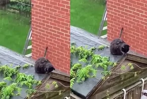 Кошка, страдающая от осенней депрессии