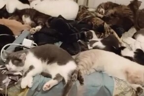 Котиков много не бывает