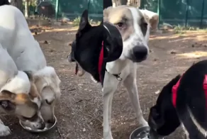 Хитрый и смекалистый пёс