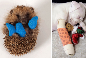 35 трогательных фото животных в гипсе, которым невозможно не умилиться