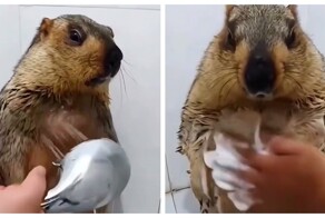 В ожидании подвоха: сурок принимает душ