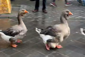 В Нидерландах прошел парад гусей