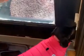 Самое быстрое «нет» в жизни собаки