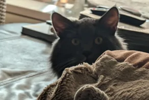 25 котофеев, которые внимательно наблюдают за хозяевами и контролируют все домашние процессы