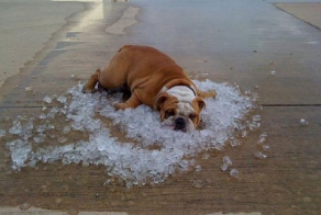 Воспоминание о лете (36 фото)