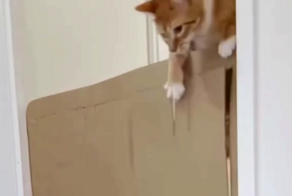 Экспериментировать с рыжими котами бывает непросто