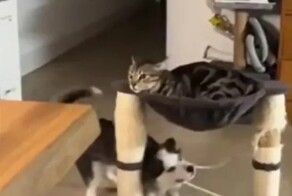 Кот смирился с выходками щенка