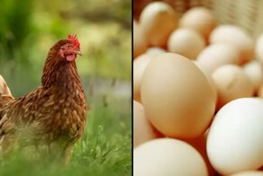 Учёные выяснили, что яйцо появилось раньше курицы