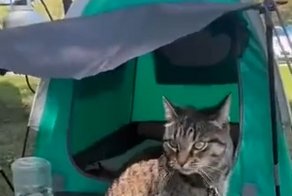 Палатка для кошки