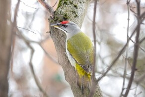 Москва настолько похорошела, что вернулись птицы, которые ранее считались исчезнувшими