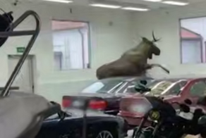 Короткое, но яркое приключения лося в мастерской