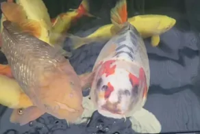 Видны глаза, нос и рот: мужчина показал загадочную рыбу "с человеческим лицом"