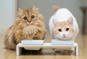 25 кошек, которые засмотрелись на что-то и помогли получить нереальный кадр