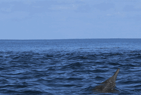 Просто гифки, всякие и разные