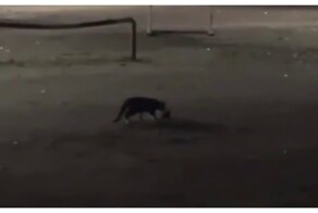 Кот встретил лягушку и "спародировал" её